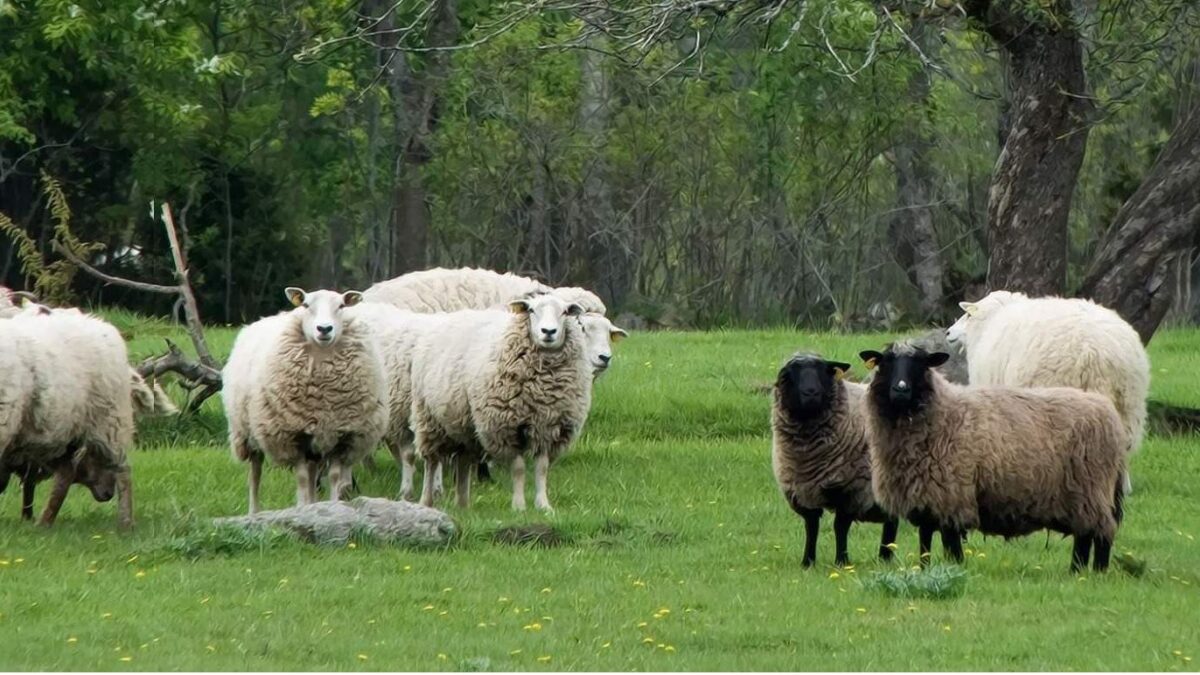 Hadžijski ili Kurban-bajram